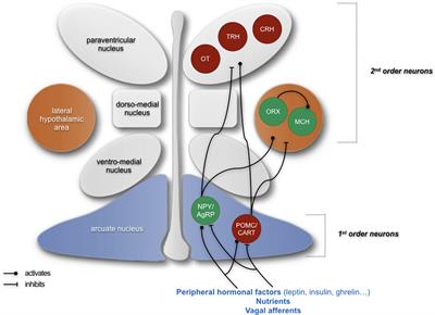 Hypothalamic Inflammation and Energy Balance Disruptions: Spotlight on Chemokines